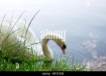 Blur Silhouette eines weißen Schwan und ein See vor dem hintergrund der grünen Gras. Die Republik Moldau Briceni, Mai 2018. Selektive konzentrieren. Stockfoto