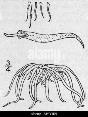 . Englisch: Wolffiella gladiata botanische Zeichnung. 1913. Zeichnung unter Aufsicht von Nathaniel Lord Britton (d vorbereitet. 1934). Genaue Schublade nicht namentlich erwähnt. 567 Wolffiella gladiata botdraw Stockfoto