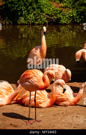 Eine Gruppe von Flamingos am Fluss Seite ruht. In Paignton Zoo in Devon, Großbritannien Stockfoto