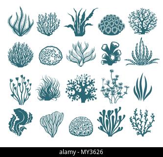 Algen und Korallen Silhouetten. Vektor aquarium Algen Grafik auf weißem Hintergrund, Meer Unterwasser schwarze und weiße Pflanzen Stock Vektor