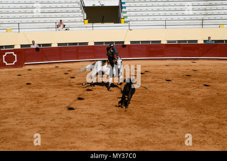 Corrida de Toiros Praça de Albufeira Portugal Stockfoto