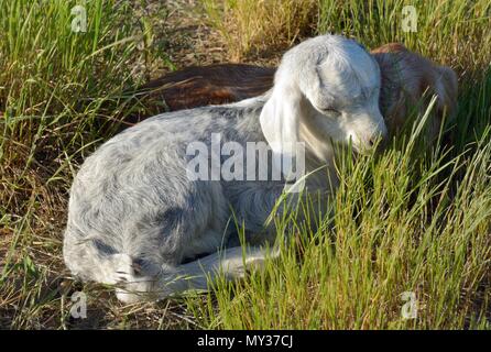 Einen Tag alt neugeborenes Baby Ziegen in Gras zusammen ruhen am späten Nachmittag Sommerhitze Stockfoto