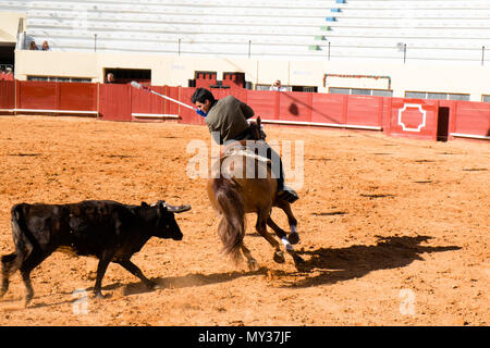 Corrida de Toiros Praça de Albufeira Portugal Stockfoto