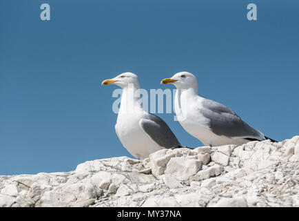 Zwei Silbermöwe (Larus argentatus) auf Kreide Stockfoto