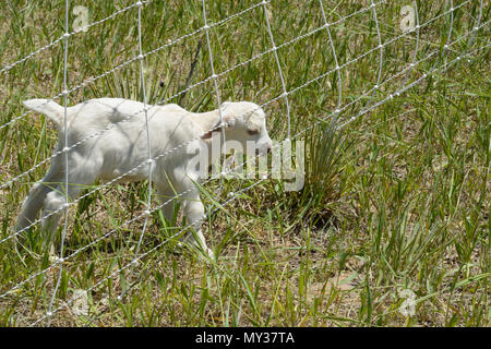 Neugeborene weiße Baby goat kid Kauen auf elektrischen Zaun am Rand der Weide Stockfoto