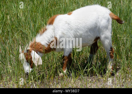 Junge weiße Ziege mit braunen Flecken und kleinen Hörnern weiden auf Sommer Gras Stockfoto