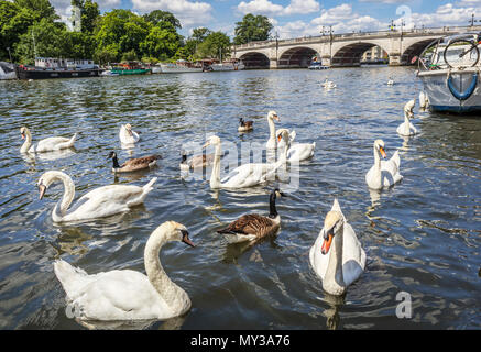 Höckerschwäne Schwimmen von Kingston Bridge über die Themse, Kingston upon Thames, London, UK an einem sonnigen Tag im Frühsommer mit blauem Himmel Stockfoto