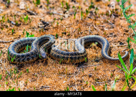 Steppe ratsnake oder elaphe Dione auf dem Boden Stockfoto