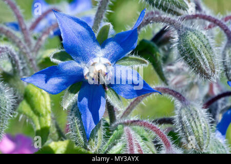 Borretsch (Borago officinalis), Nahaufnahme, wie eine einzelne Blume mit Knospen. Stockfoto