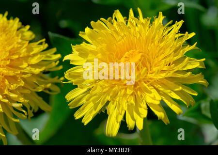 Löwenzahn (Taraxacum officinale), in der Nähe von einer einzigen Blume Übersicht detail. Stockfoto