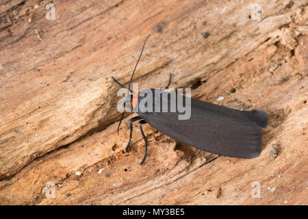 Flechtenbär Rotkragen-Flechtenbär,,, Rotkragen-Flechtenbärchen Atolmis rubricollis Flechtenbärchen,, Gnophria rubricollis, Red-necked Lackei, le Coll Stockfoto