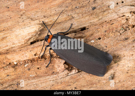 Flechtenbär Rotkragen-Flechtenbär,,, Rotkragen-Flechtenbärchen Atolmis rubricollis Flechtenbärchen,, Gnophria rubricollis, Red-necked Lackei, le Coll Stockfoto