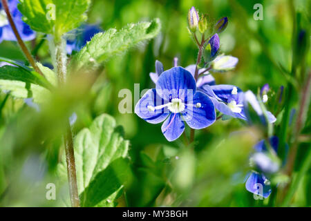 Germander Ehrenpreis (Veronica chamaedrys), in der Nähe eines einzigen Blütentrieb bis durch das Unterholz. Stockfoto