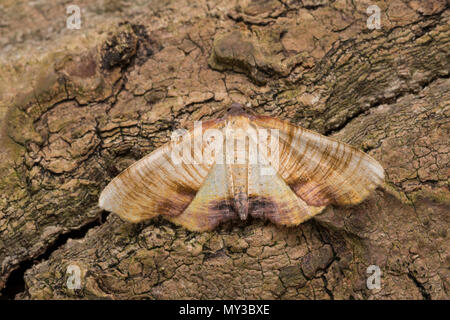 Eichen-Striemenspanner Hobel-Spanner Hobelspanner,,,,, Schwarzfleckspanner Streifenspanner Plagodis dolabraria Brandstriemenspanner,, versengte Flügel, S Stockfoto