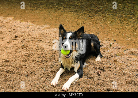 Border Collie Hund das Spiel mit dem Ball im Fluss Stockfoto