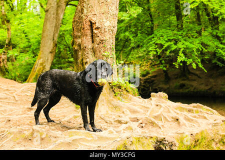 Schwarzer Labrador Hund spielen mit Tennis ball im Mund Stockfoto