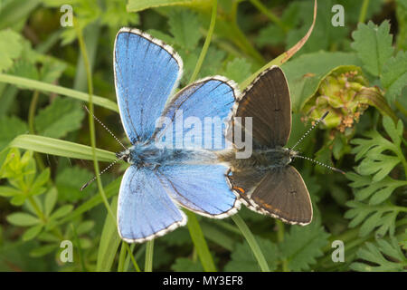 Passende paar Adonis blaue Schmetterlinge (Polyommatus bellargus) bei Martin, National Nature Reserve in Hampshire, Großbritannien Stockfoto