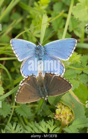 Paarungspaar von adonis-blauen Schmetterlingen (Polyommatus bellargus) in Hampshire, Großbritannien Stockfoto