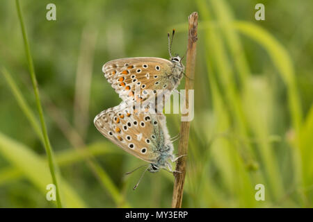 Paarungspaar von adonis-blauen Schmetterlingen (Polyommatus bellargus) in Hampshire, Großbritannien Stockfoto