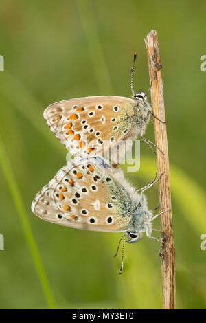 Passende paar Adonis blaue Schmetterlinge (Polyommatus bellargus) bei Martin, National Nature Reserve in Hampshire, Großbritannien Stockfoto