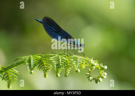 Eine atemberaubende Männlich schönen Demoiselle damselfly (Calopteryx Virgo) auf Bracken Stockfoto