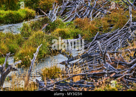 Gebrochene Bäume und Äste auf der Website von Biber Dämme in den Tierra del Fuego Nationalpark. Argentinische Patagonien im Herbst Stockfoto