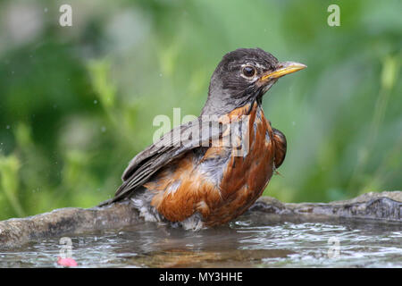 American Robin in der Badewanne Stockfoto