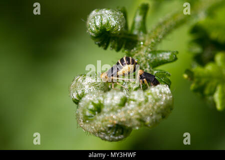 UK Wildlife: planthoppers (Männlich (R) und weibliche (L) Ditropis pteridis) in scheinbaren Umwerbung Stockfoto