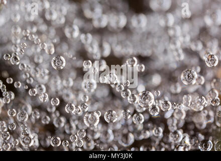 Tautropfen, oder Wassertropfen, die perfekte Kugeln in ein Spinnennetz, dass am Boden gesponnen wurde verschoben. Dorset England UK GB Stockfoto