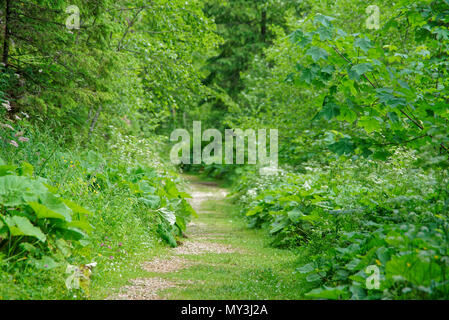 Road Trip wahr die wunderbare Natur und Landschaft Rumäniens Stockfoto