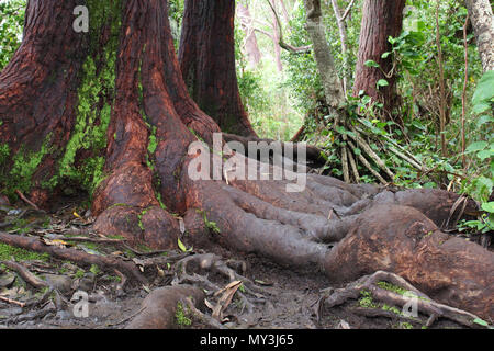 Der Stamm und Wurzeln eines Redwood Tree in Ko'olau Forest Reserve auf der Waikamoi Naturlehrpfad entlang der Straße nach Hana auf Maui, USA Stockfoto