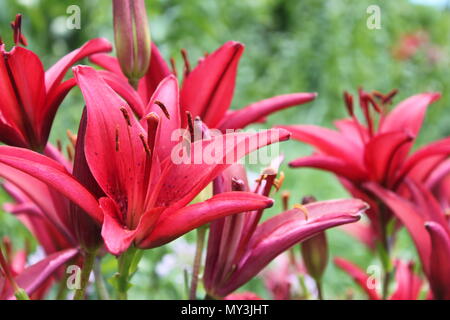 Ziemlich Blut-roten Taglilien (Hemerocallis cultivar) Blüte im Garten im Sommer auf dem Hintergrund der üppigen grünen Laub. Stockfoto