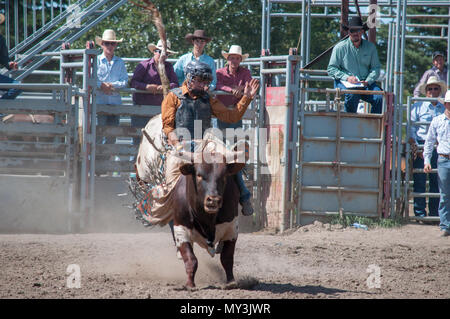 Bull Rider in einem laienhaften Bull-riding-Wettbewerb. Nanton Nite Rodeo, Nanton, Alberta, Kanada. Stockfoto