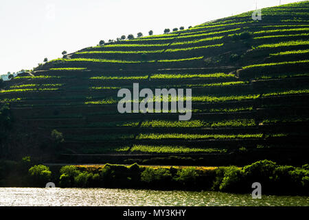 Panoramablick auf Weingärten im Tal des Douro Ervedosa, Portugal. Stockfoto