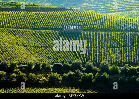 Aus der Vogelperspektive Weinberge im Tal des Douro Ervedosa, Portugal. Stockfoto