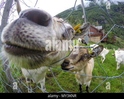 Süße Tiere für die Kamera beeing neugierig und adorable Posing Stockfoto