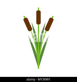 Schilf isoliert. Teich Pflanze auf weißem Hintergrund. Vector Illustration Stock Vektor