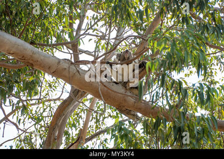 Koala im Baum entspannen und schlafen in Australien Stockfoto