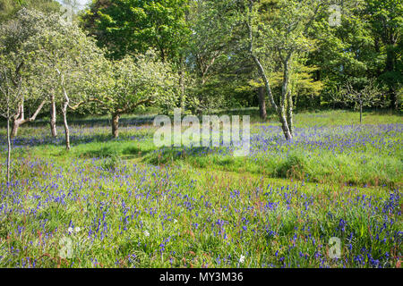 Feder bluebells blühen in einem englischen Woodland - Johannes Gollop Stockfoto