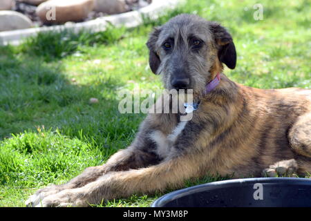 Irish Wolfhound Welpen Stockfoto