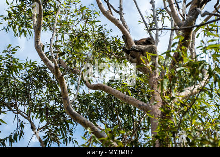 Koala im Baum entspannen und schlafen in Australien Stockfoto