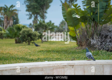 Süße Tiere für die Kamera beeing neugierig und adorable Posing Stockfoto