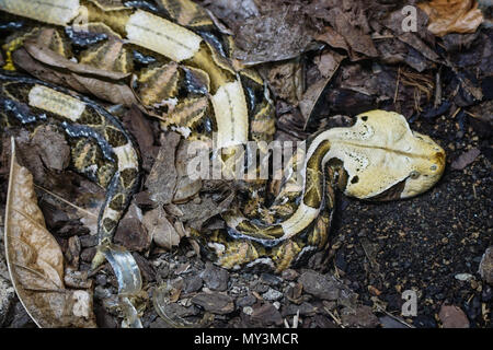 Aus okumen Viper (Bitis gabonica), gefährliche afrikanische Schlange Stockfoto