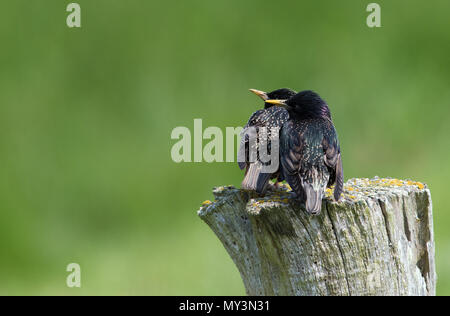 Ein paar Gemeinsame nach Stare (Sturnus vulgaris). Stockfoto