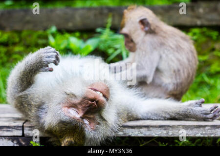 Entspannt Monkey ist Schlaf- und Massage von einem anderen Affen in Ubud, Bali, Indonesien Stockfoto