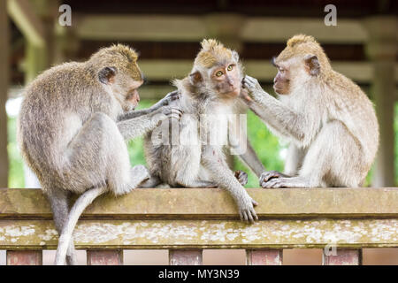 Entspannt Monkey ist Schlaf- und Massage von einem anderen Affen in Ubud, Bali, Indonesien Stockfoto