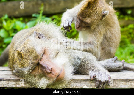 Entspannt Monkey ist Schlaf- und Massage von einem anderen Affen in Ubud, Bali, Indonesien Stockfoto