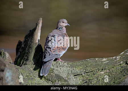 Turtle Dove-Streptopelia turtur. Stockfoto