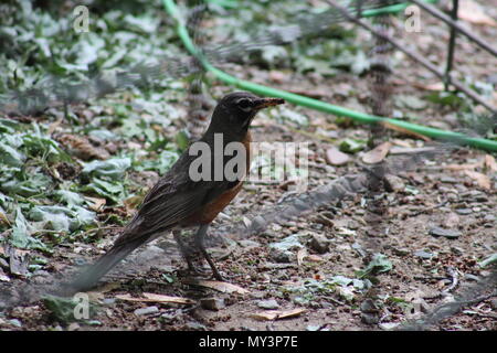 American Robin Fang ein Wurm Stockfoto