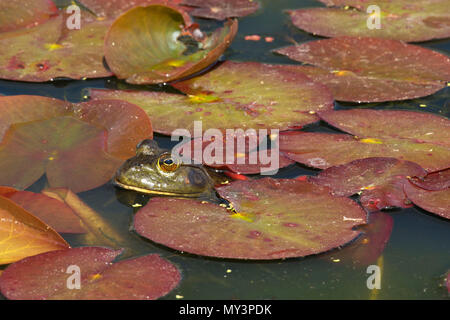 Frosch in Lily Pads, Oregon Garten, Silverton, Oregon Stockfoto